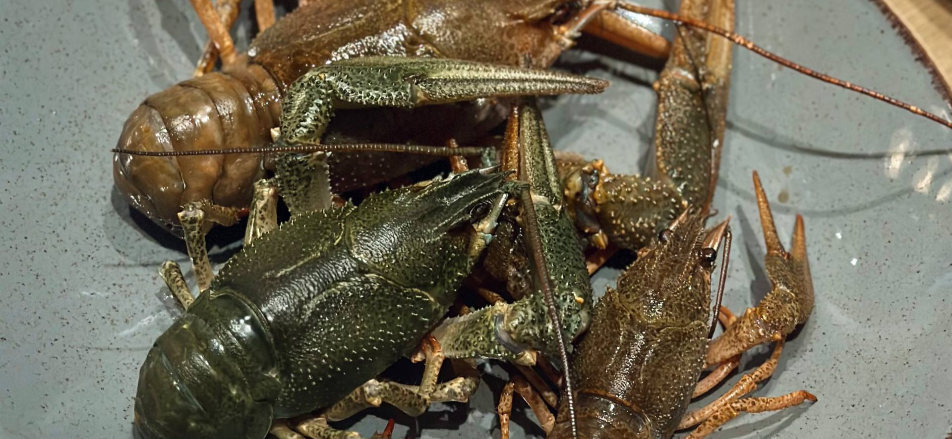 Попробуйте это: раки в ресторане «Раковая» на Маяковке