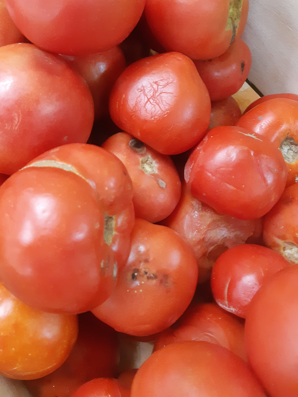 В магазине у дома выбрасывают такие помидоры. На мой взгляд, они вполне годятся на салат