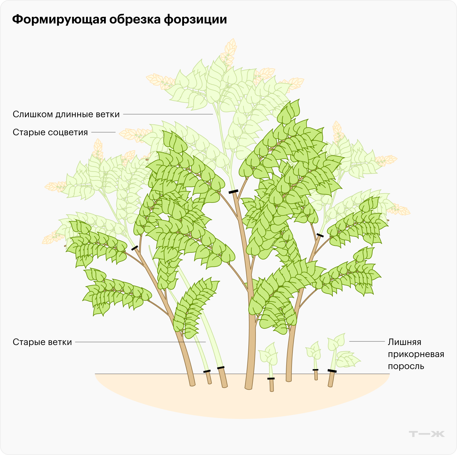 Формирующая обрезка форзиции