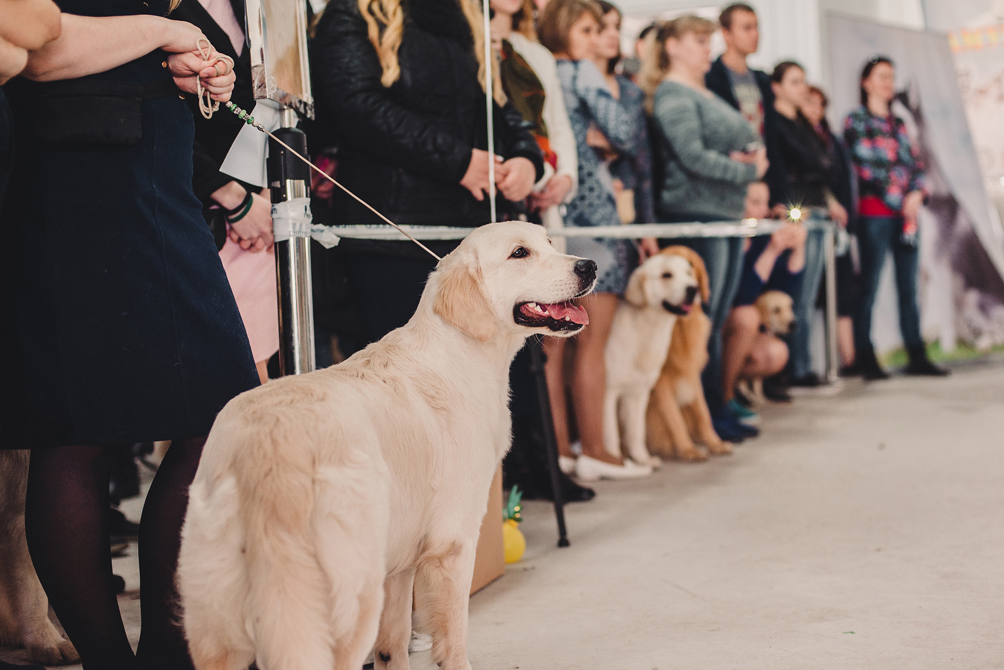 На собачьей выставке можно посмотреть и поснимать разные породы собак — это помогает разнообразить портфолио