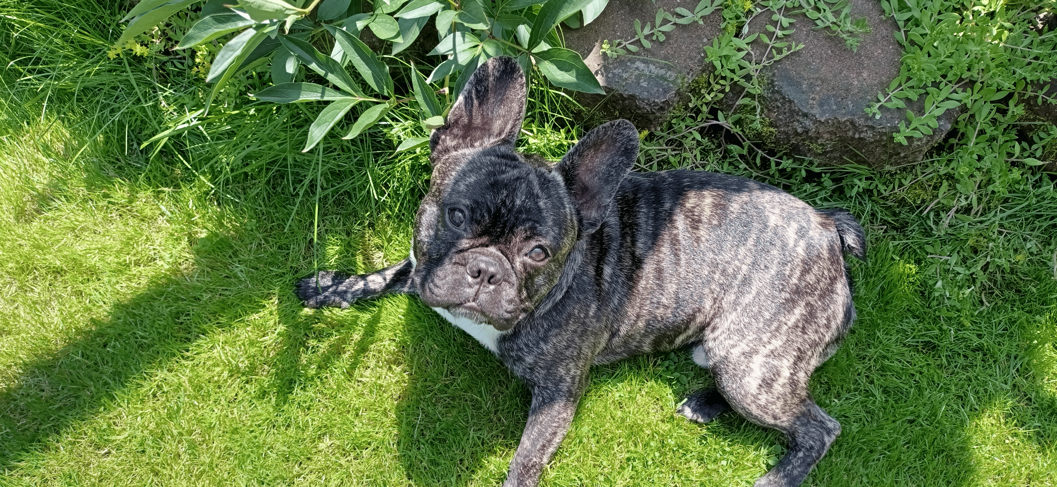 Фото питомца: французский бульдог Тайсон отдыхает