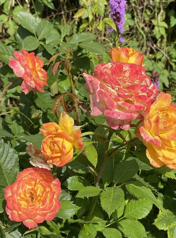 За четыре года жизни обзавелись несколькими кустами роз