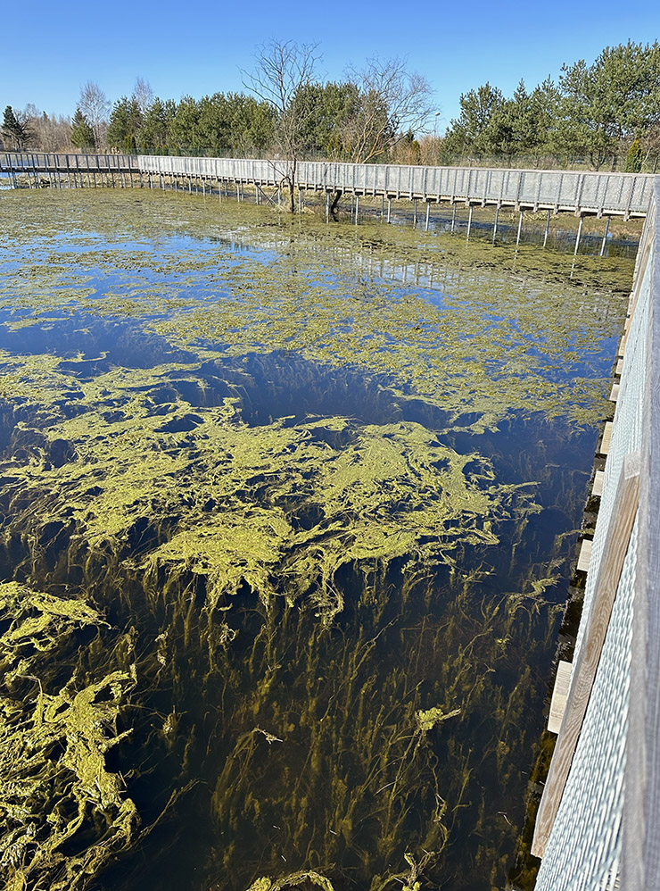 В Елгаве тоже недавно открыли экотропу, но там нет ни животных, ни птиц — просто болото, которое летом пересыхает