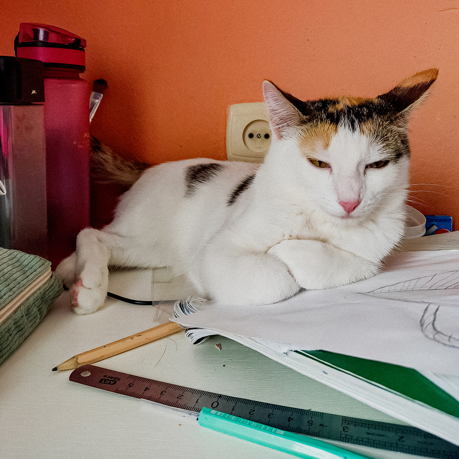 У кошки не забалуешь