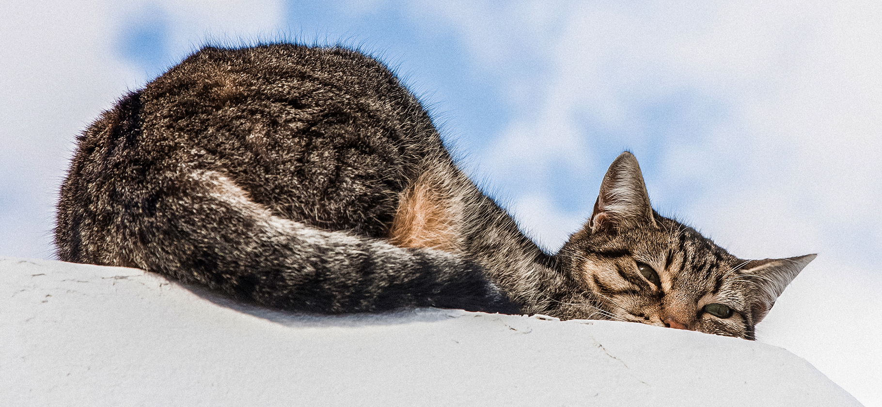 «Любит исполь­зовать предметы как подставку под мор­дочку»: 6 забавных повадок котов
