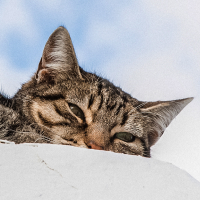 Обложка статьи