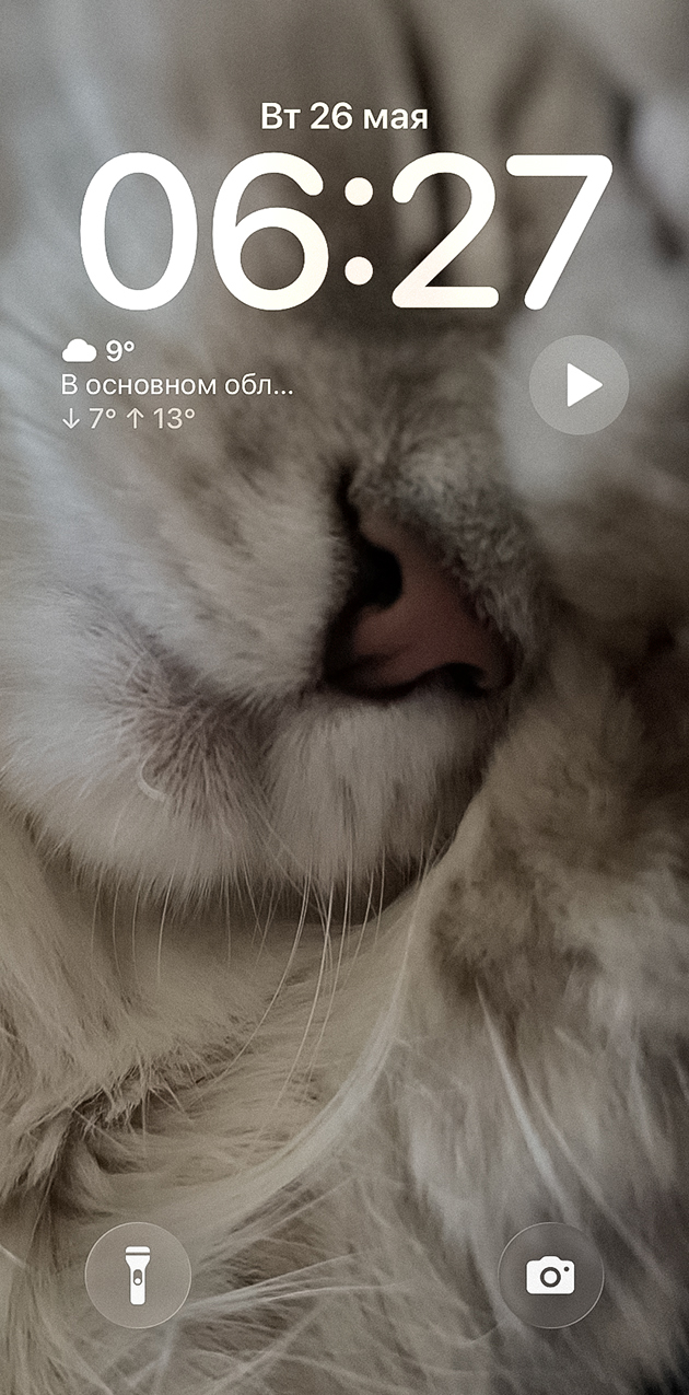 На заставке уже года два стоит носик этой пушистой морды, внимание привлекает. Сначала люди не особо понимают, что за картинка, а потом умиляются и просят показать еще фото кошки