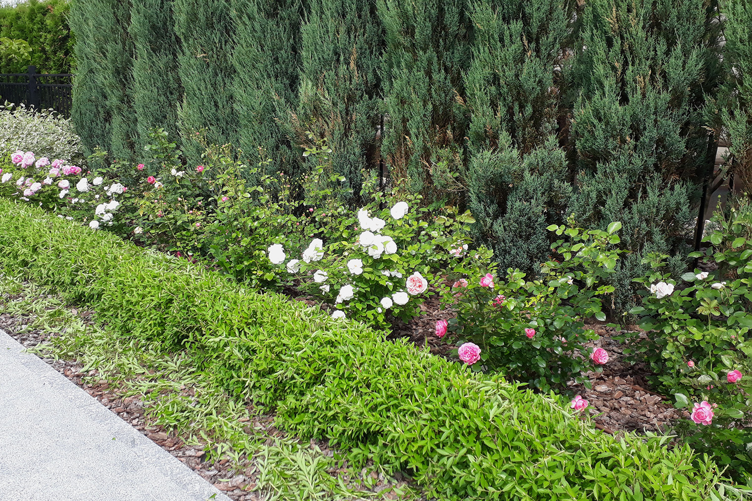 Низкие изгороди можно использовать в качестве бордюра перед более высокими растениями. На переднем плане — спирея японская «энтони ватерер». Источник: razumsad.com
