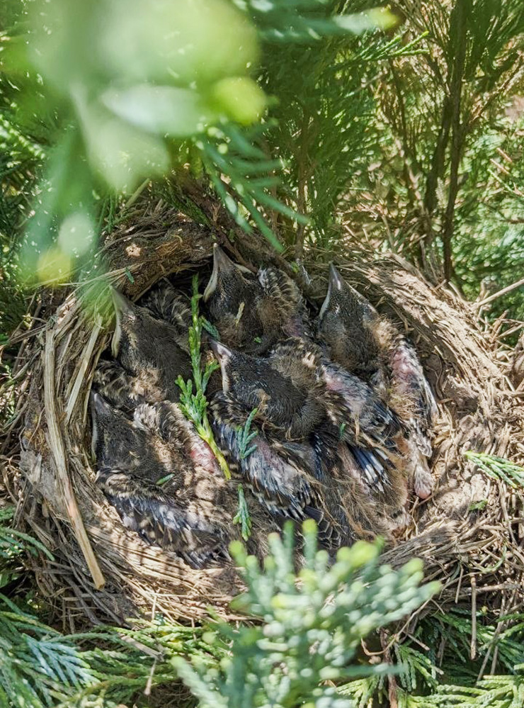 Сойки свили гнездо в изгороди из можжевельника. Источник: razumsad.com