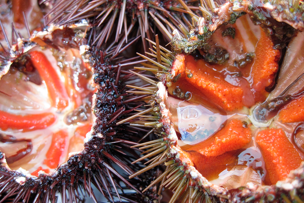 У морских ежей едят только икру. Источник: ulleo / Pixabay