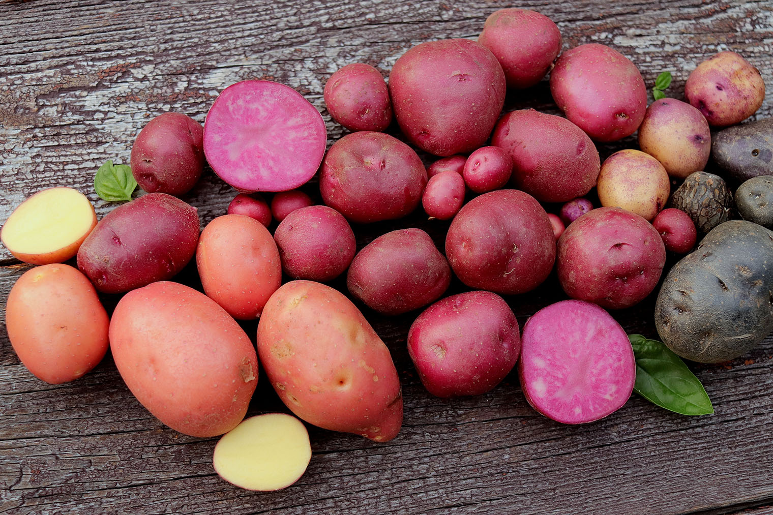 Картошка с розовой и фиолетовой мякотью. Фотография: Olga Bondas / Shutterstock