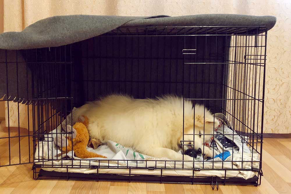 В клетке Элли чувствует себя комфортно. В основном она в ней хранит игрушки и играет, а спит на полу — там прохладнее
