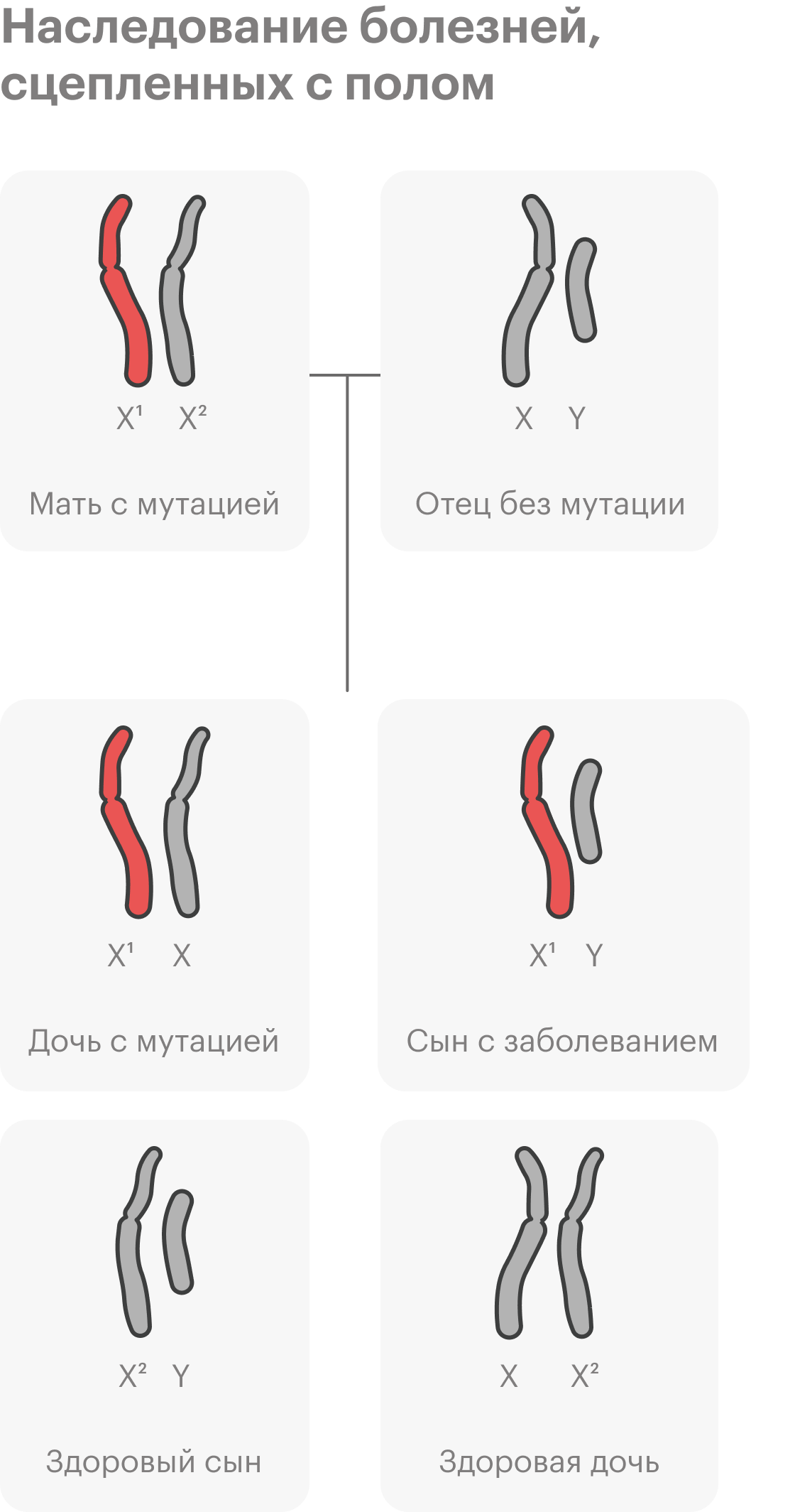 Еще один вариант наследования — наследование, сцепленное с полом. Самый известный пример заболевания, сцепленного с полом — гемофилия. Упрощенно говоря, есть гены, связанные с половыми хромосомами. У человека заболевания обычно связаны с женской X⁠-⁠хромосомой. Если одна из копий гена, сцепленного с X⁠-⁠хромосомой, может вызывать болезнь, болеть будут в основном мальчики. У девочек две X⁠-⁠хромосомы — даже если одна с мутацией, есть второй, здоровый ген, и признак не проявляется. Но они будут носительницами заболевания и могут передать его своим сыновьям