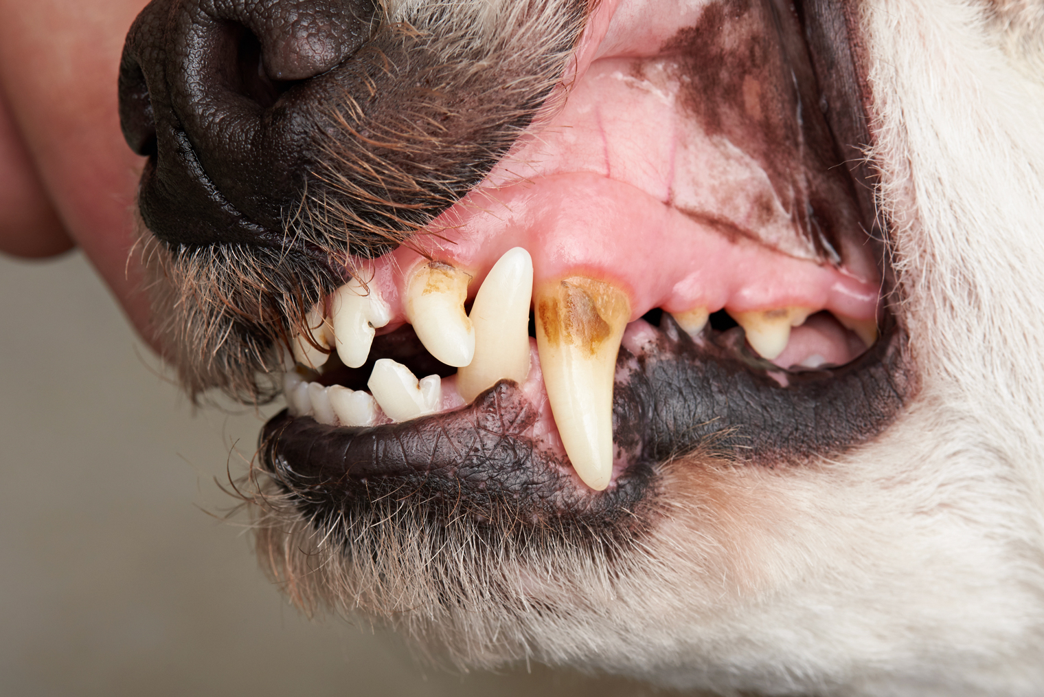 Это зубной камень, который счищается только ультразвуком под седацией. Ветеринарный стоматолог подскажет, когда пора делать процедуру. Фотография: PixieMe / Shutterstock