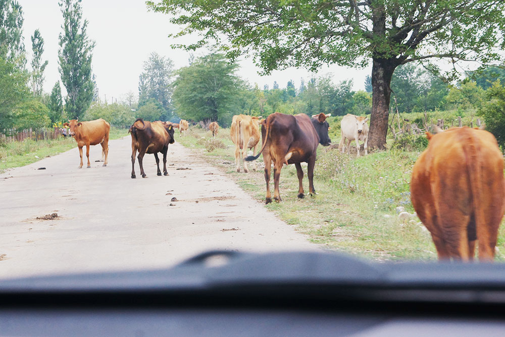 Мы постоянно видели такую картину на дорогах. Коров нет только на скоростных трассах: они огорожены по бокам отбойниками, заборами или располагаются на возвышенности