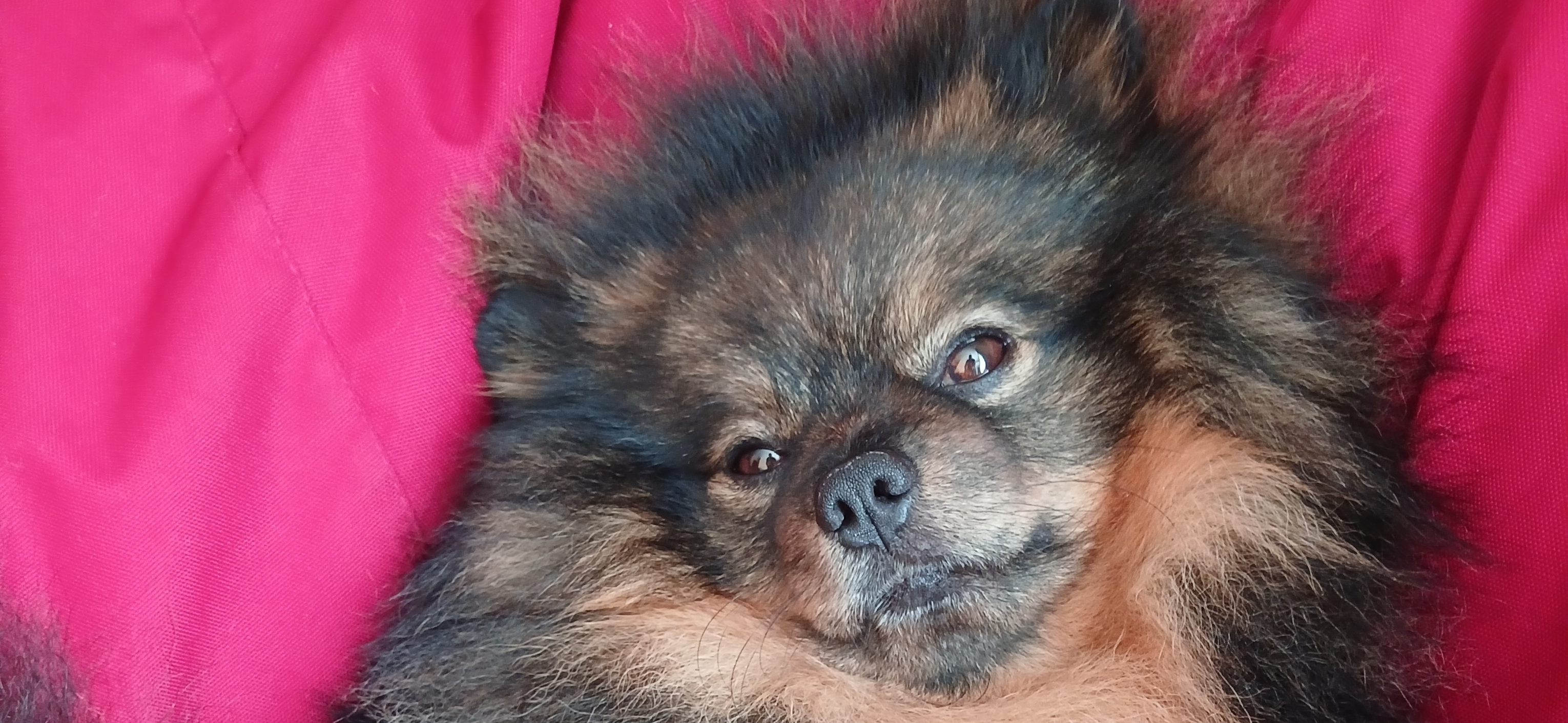 Фото питомца: немецкий шпиц Тедди позирует