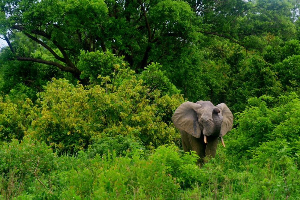 Я бы хотела понаблюдать за слонами в парке «Моле». Возможно, мне удастся съездить туда в следующий раз. Фото: Julianna Corbett / Unsplash