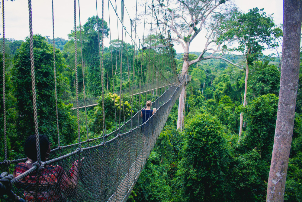 Навесные мосты в парке «Какум» позволяют с высоты посмотреть на тропические леса и их жизнь. Фото: orva studio / Unsplash