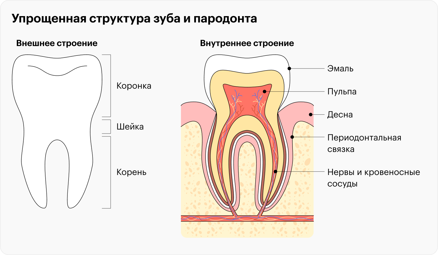 Вокруг зубов находится пародонт — комплекс тканей, благодаря которым зуб держится в десне. Это и костная лунка, и связки, которые соединяют корень зуба с костью. После трансплантации зуба у него на новом месте формируется такой же связочный аппарат — если донорский зуб был правильно удален и сохранились нужные структуры