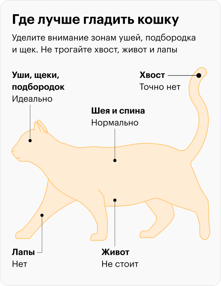 Беременным женщинам нельзя гладить кошек — миф или нет?