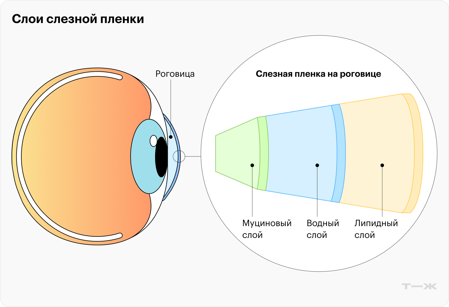 При работе на улице важно не забывать моргать, чтобы избежать синдрома сухого глаза — состояния, когда один или несколько слоев слезной пленки на роговице нарушены и не выполняют своих защитных функций