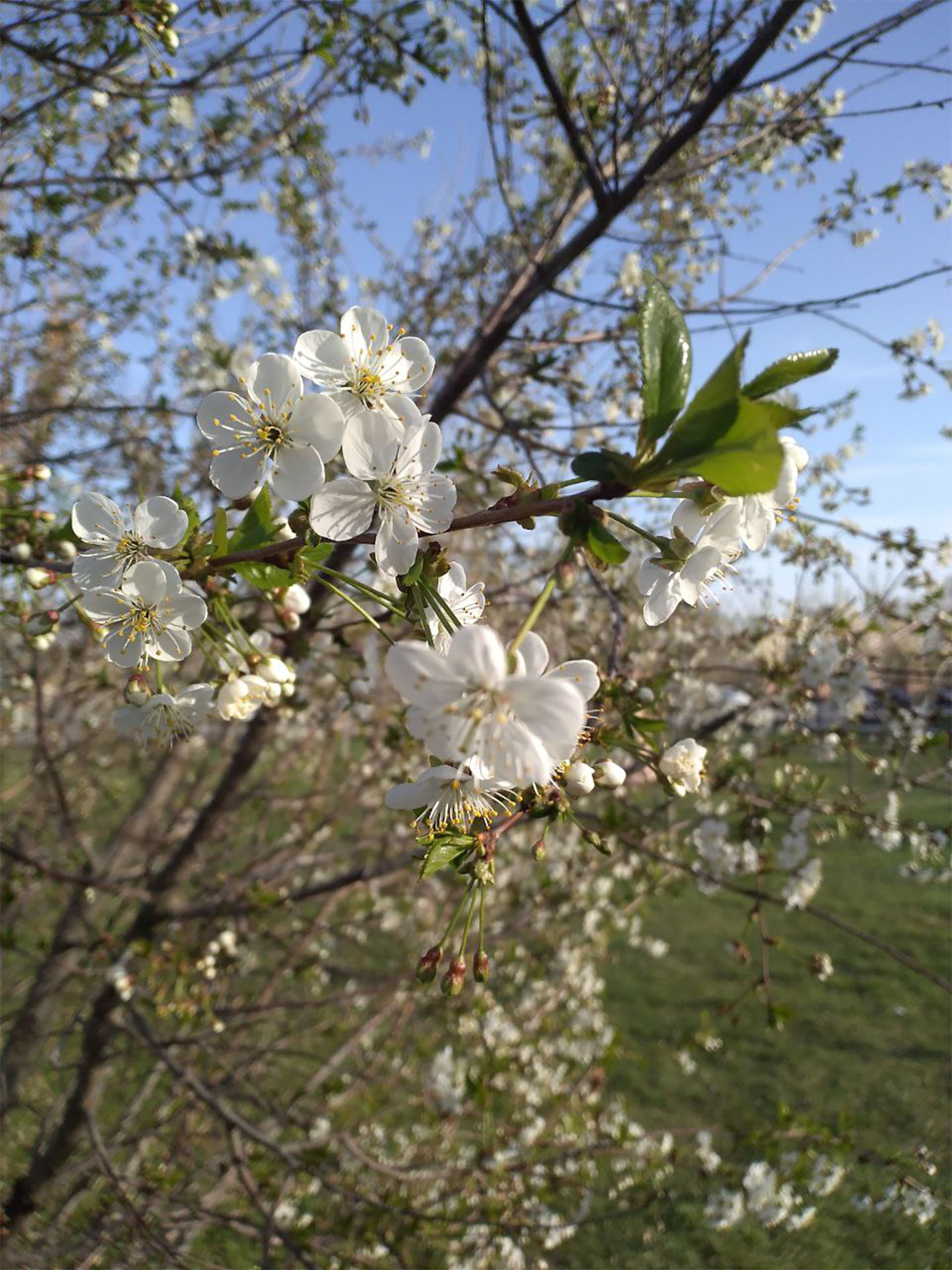 Цветущие деревья в апреле