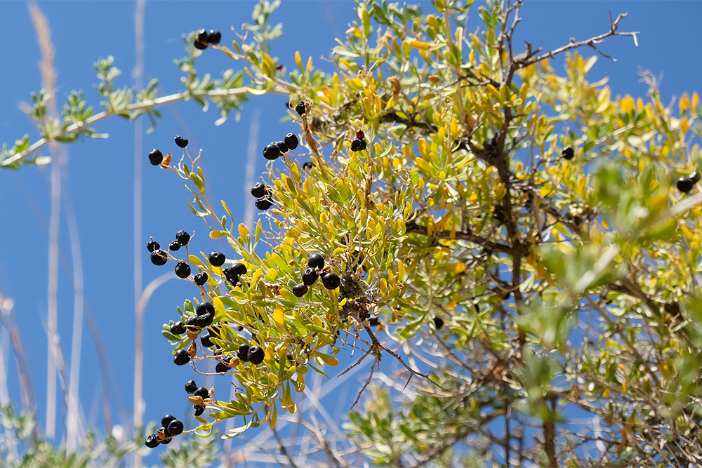 Черные ягоды Lycium ruthenicum. Источник: iwciagr / Shutterstock