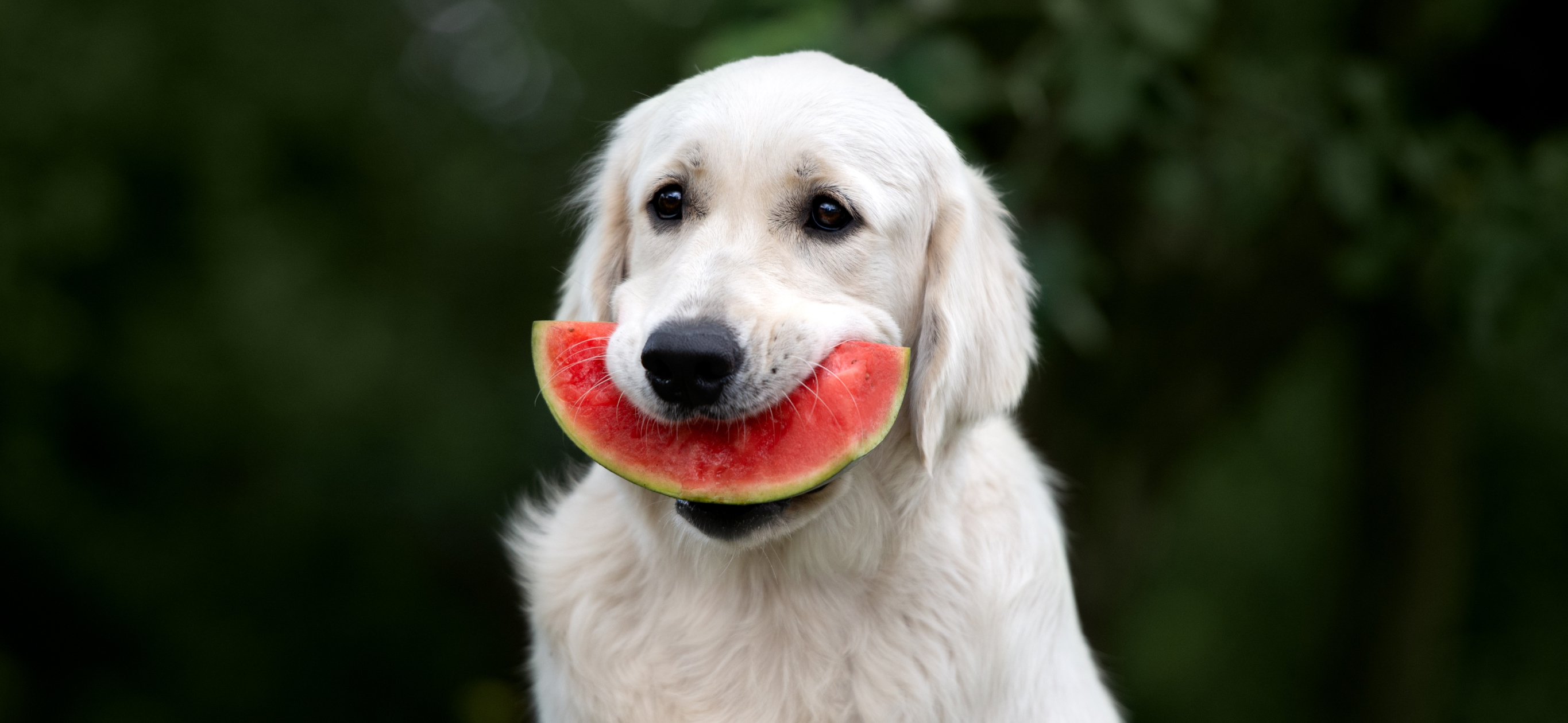 7 продуктов, которыми на самом деле можно кормить собаку