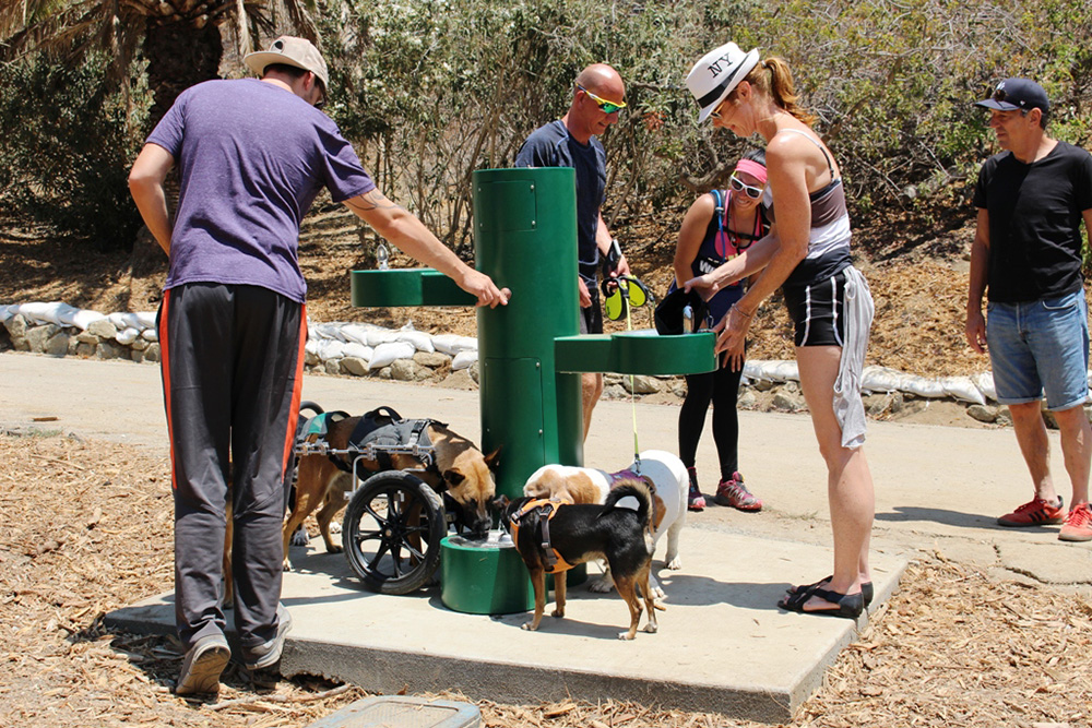 Питьевой фонтан для людей и животных. Источник: neighborland.com