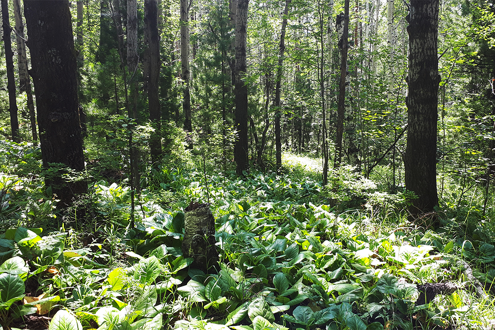 Многочисленные полянки с баданом в лесу