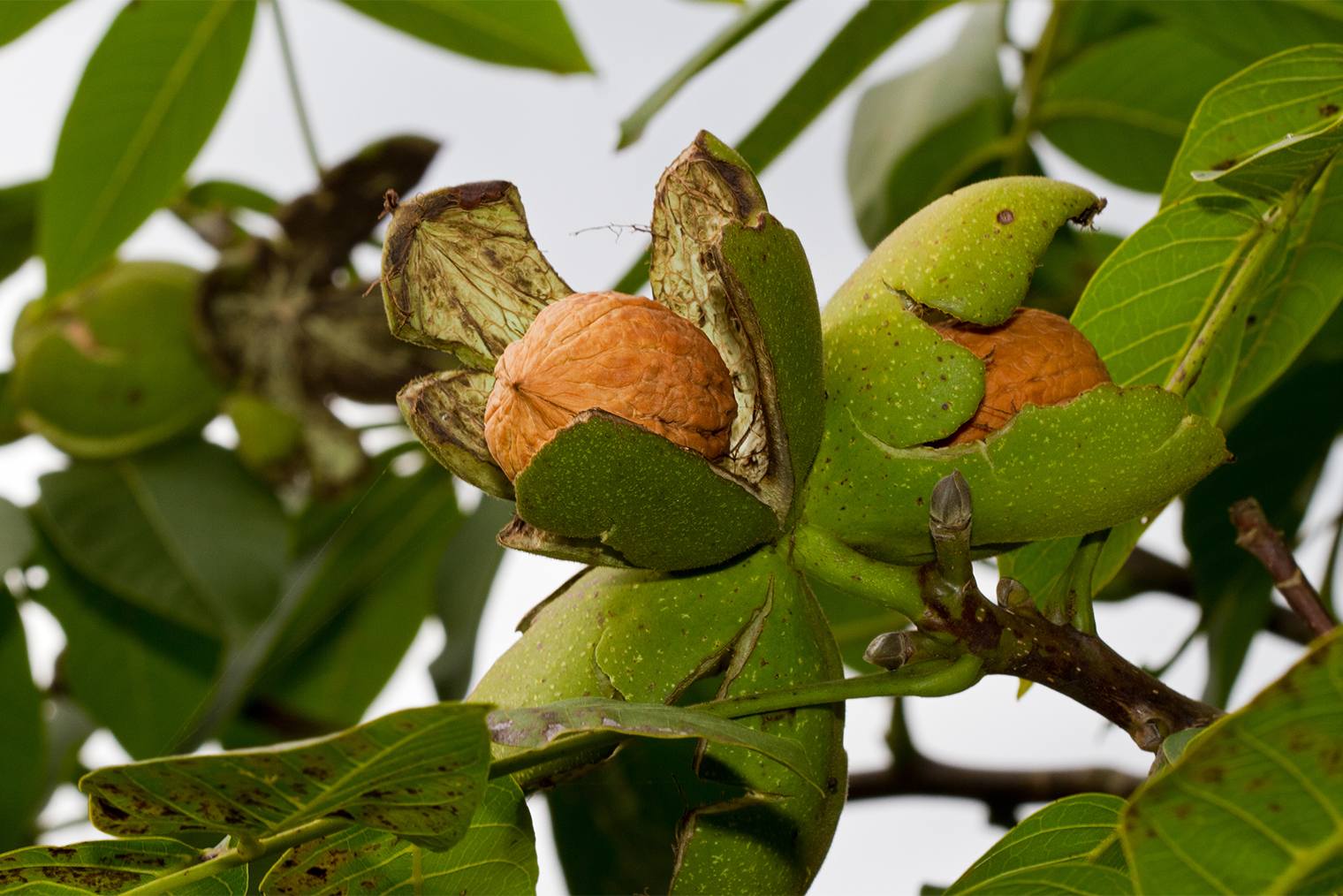 Созревший плод растения. Фотография: Matauw / Shutterstock