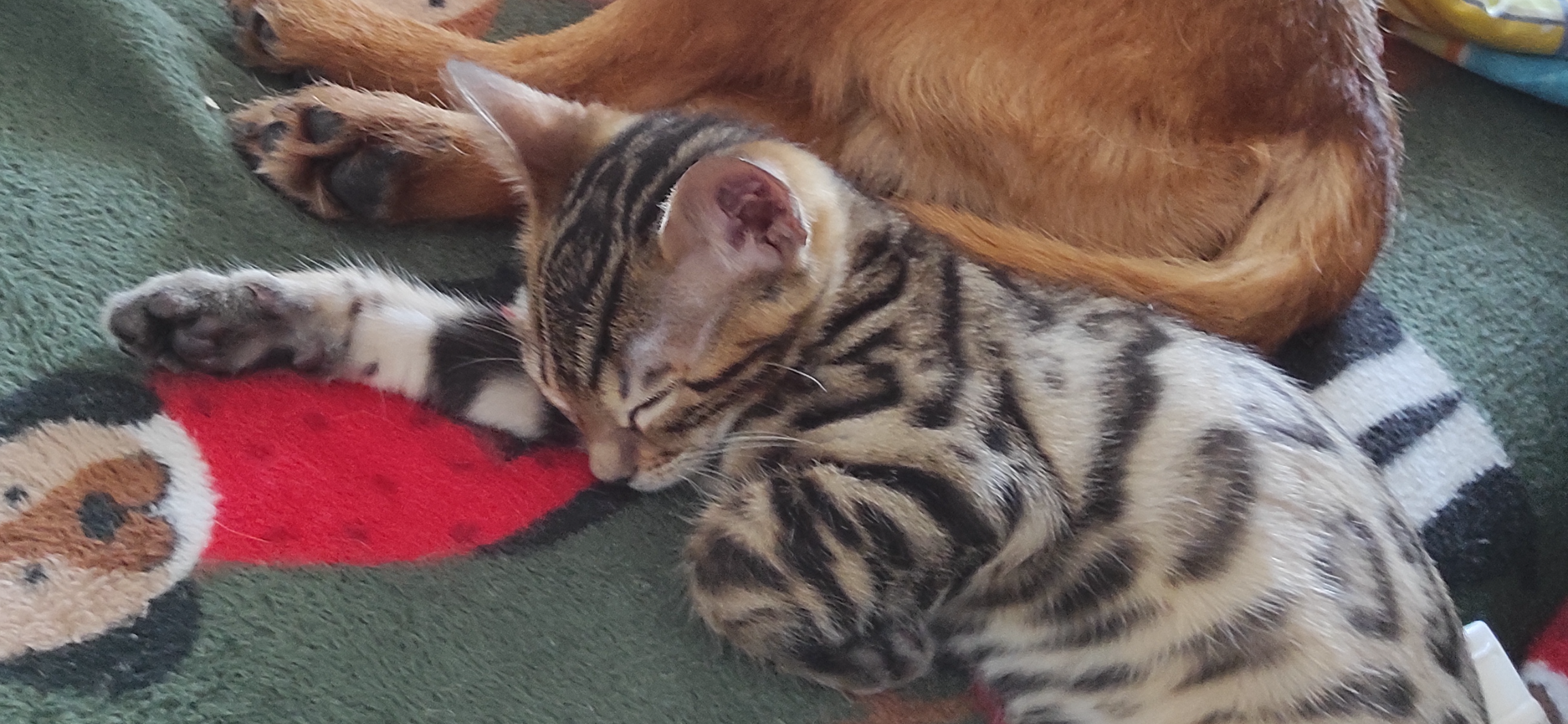 Фото питомцев: гриффон Лайк и бенгал Брют синхронно спят