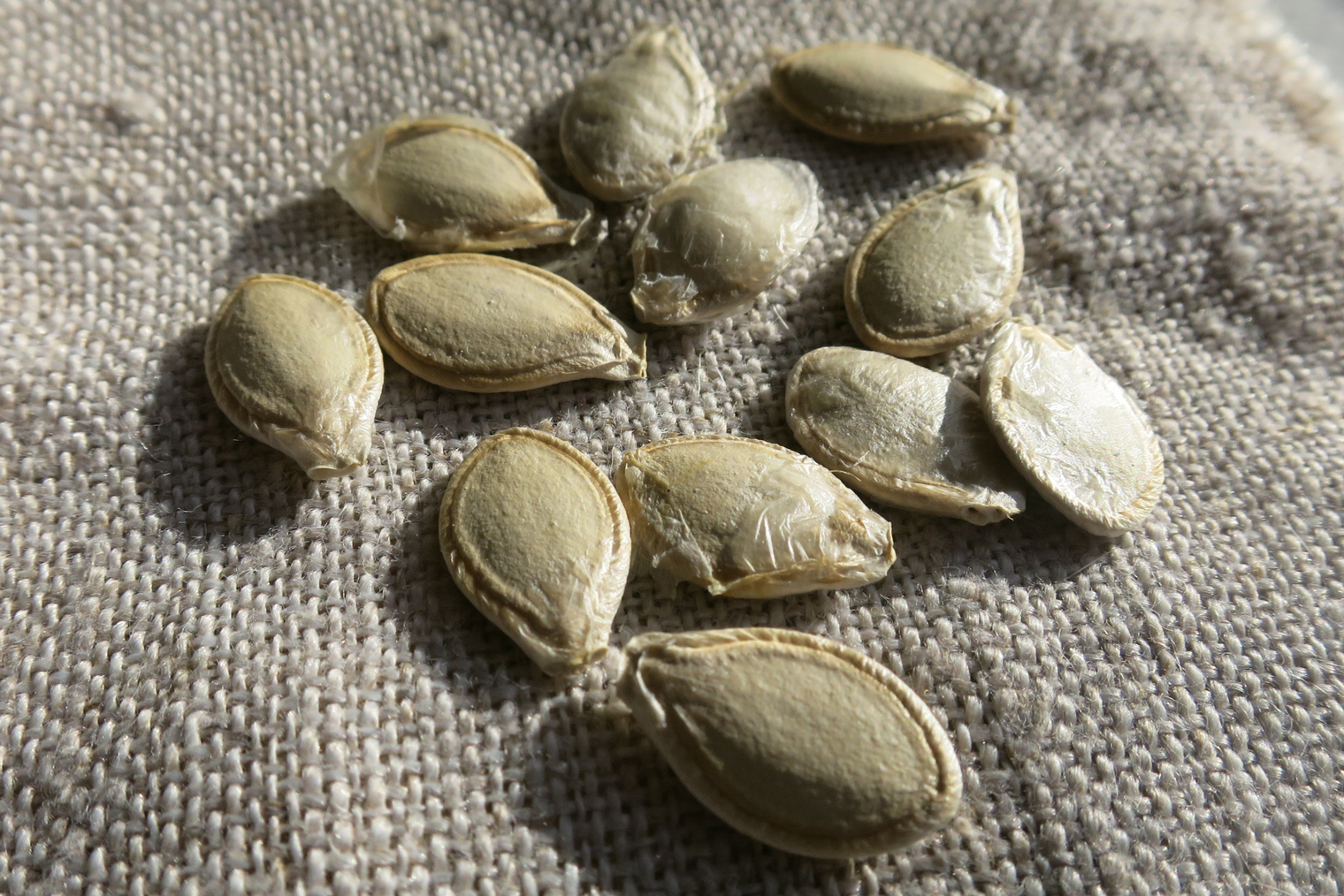 Семена у тыквы очень крупные, их легко и удобно сеять