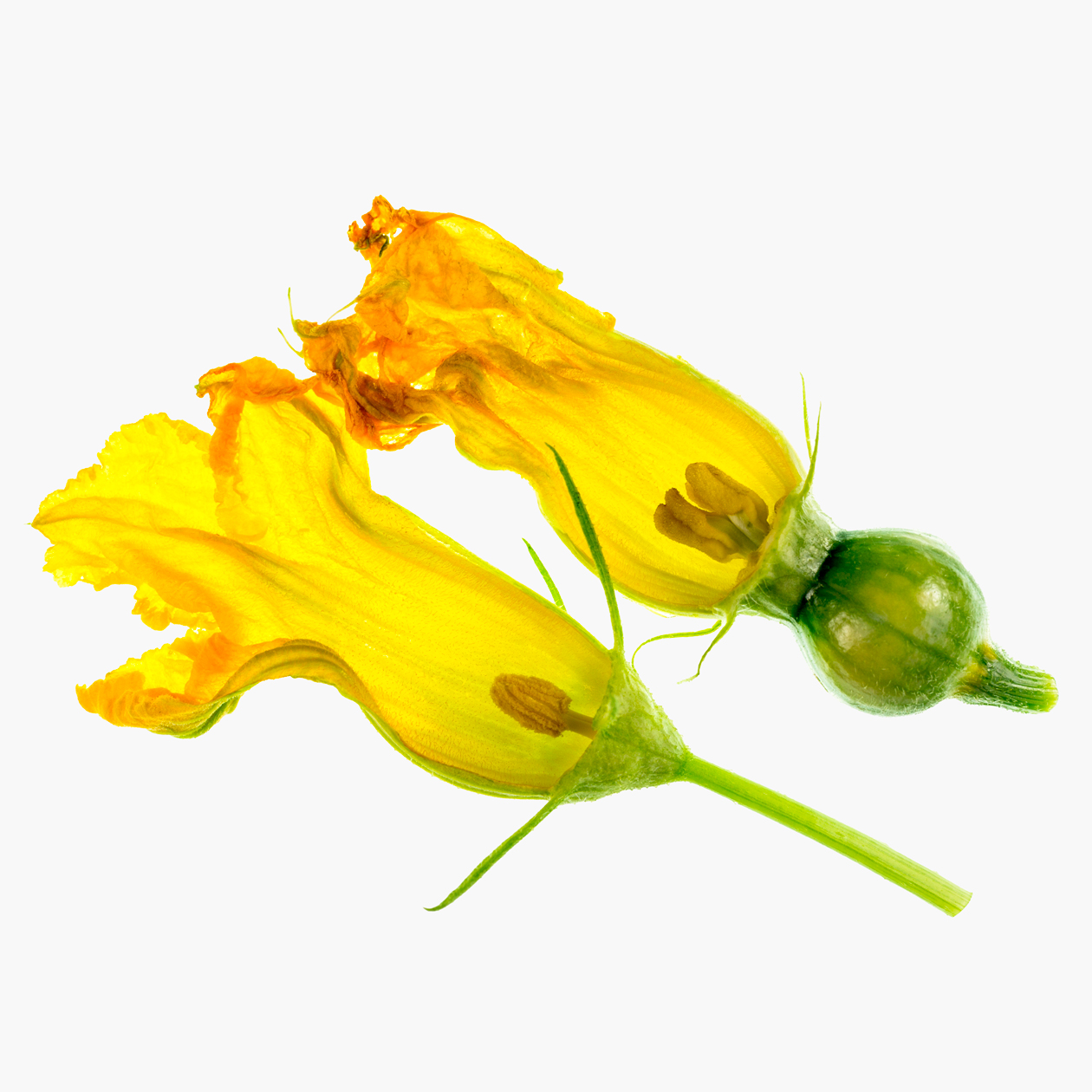 Женский цветок уже с маленькой тыковкой. Фотография: ribeiroantonio / Shutterstock / FOTODOM