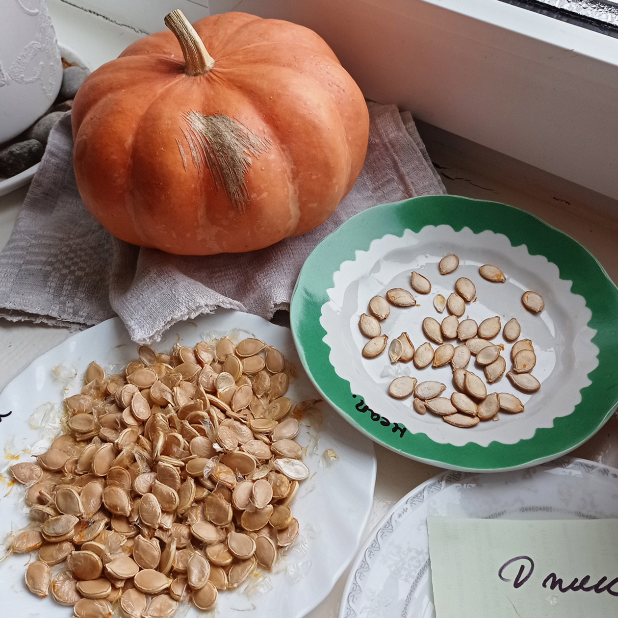 Ноябрь и декабрь — время сбора семян тыквы