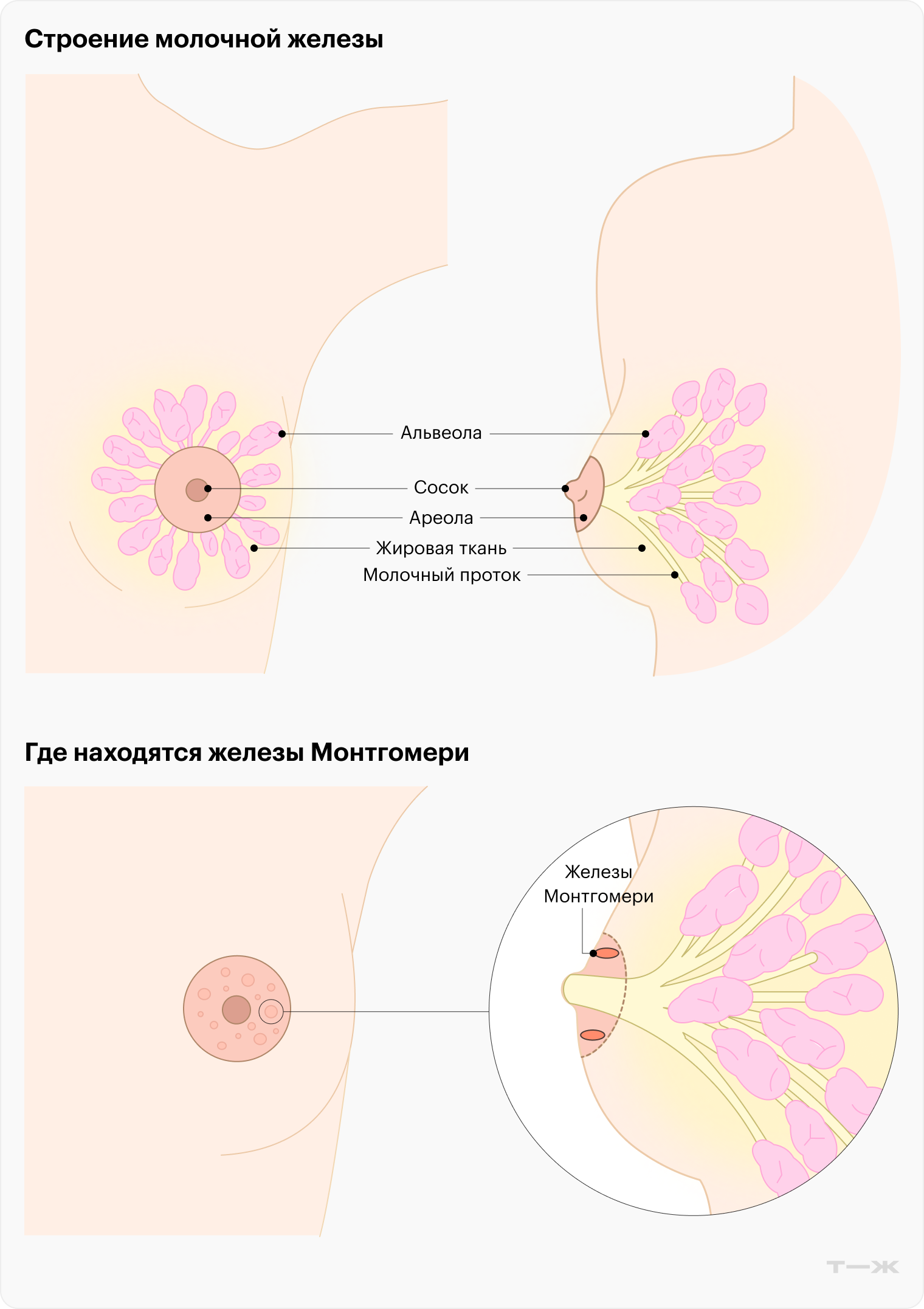 Альвеолы молочной железы — маленькие шарики, у каждого из которых есть свой проток. Вокруг соска расположены железы Монтгомери. Они вырабатывают маслянистую жидкость, которая увлажняет соски и ареолы, чтобы они меньше травмировались во время кормления. У этой жидкости уникальный запах, который помогает младенцу узнавать маму