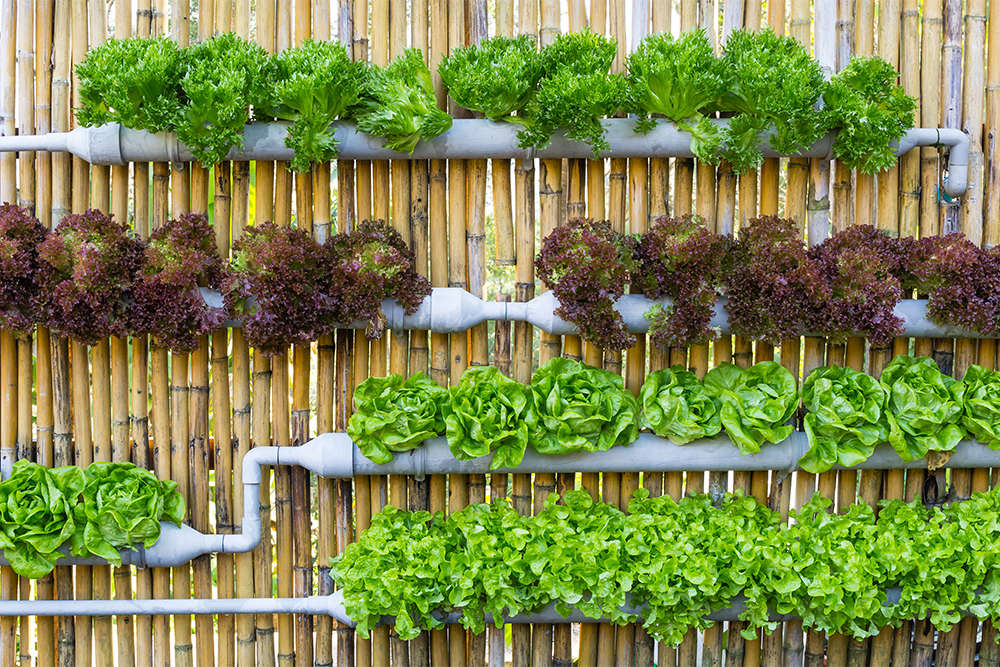 Вертикальный огород не всегда дорогой в обустройстве. Часто в ход идут остатки стройматериалов: трубы, палеты. Источник: Piyachok Thawornmat / Shutterstock