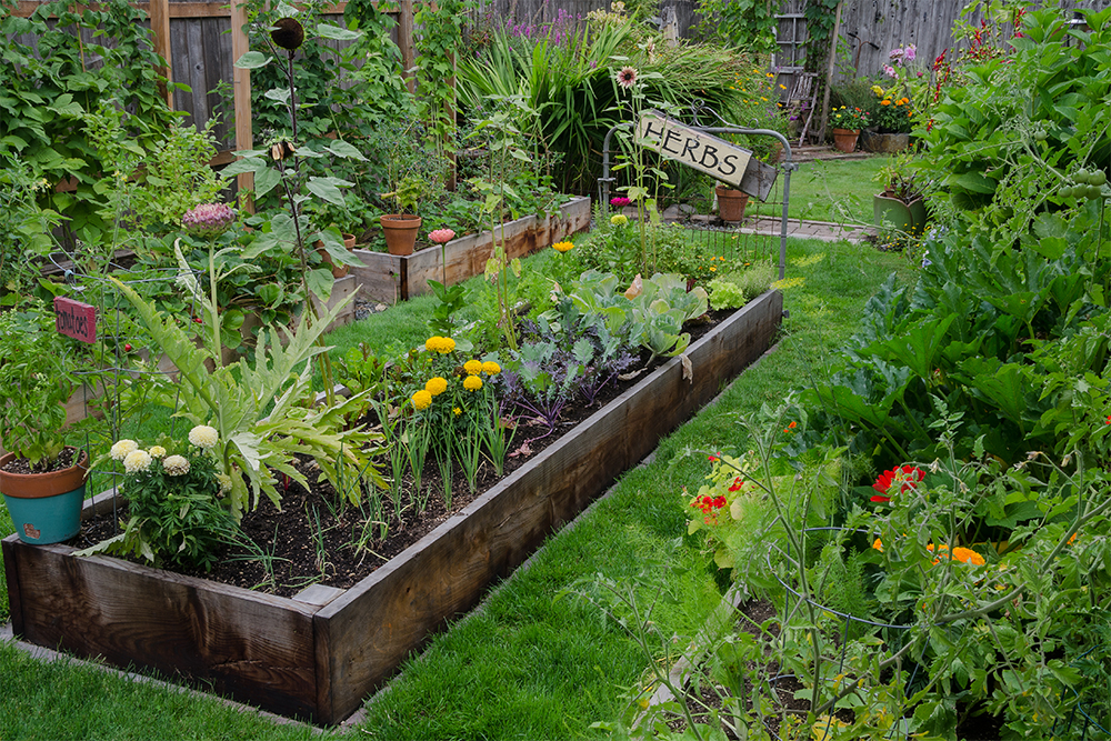 Цветочный огород давно в тренде: совмещаем овощи и цветы для красоты