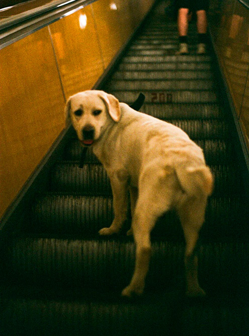 В метро Марго чувствовала себя спокойно, но сходить с эскалатора боялась