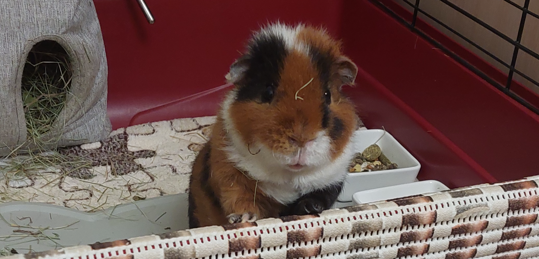 Фото питомца: морская свинка Бонифаций живет свою лучшую жизнь