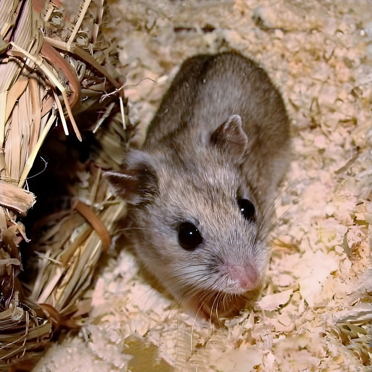 Китайские хомячки внешне похожи на маленьких мышек без длинных хвостов. Источник: Tristanspotter / Wikimedia Commons