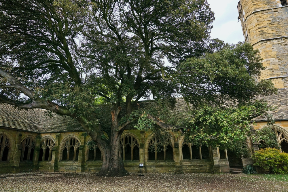 Под этим деревом Драко Малфоя превратили в хорька за попытку напасть на Гарри Поттера со спины. Фото: ReoromART / Shutterstock