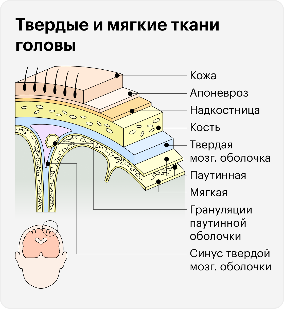 Мягкие ткани что это. Оболочки головного мозга анатомия. Мозговые оболочки мозга. Строение мягких тканей головы.