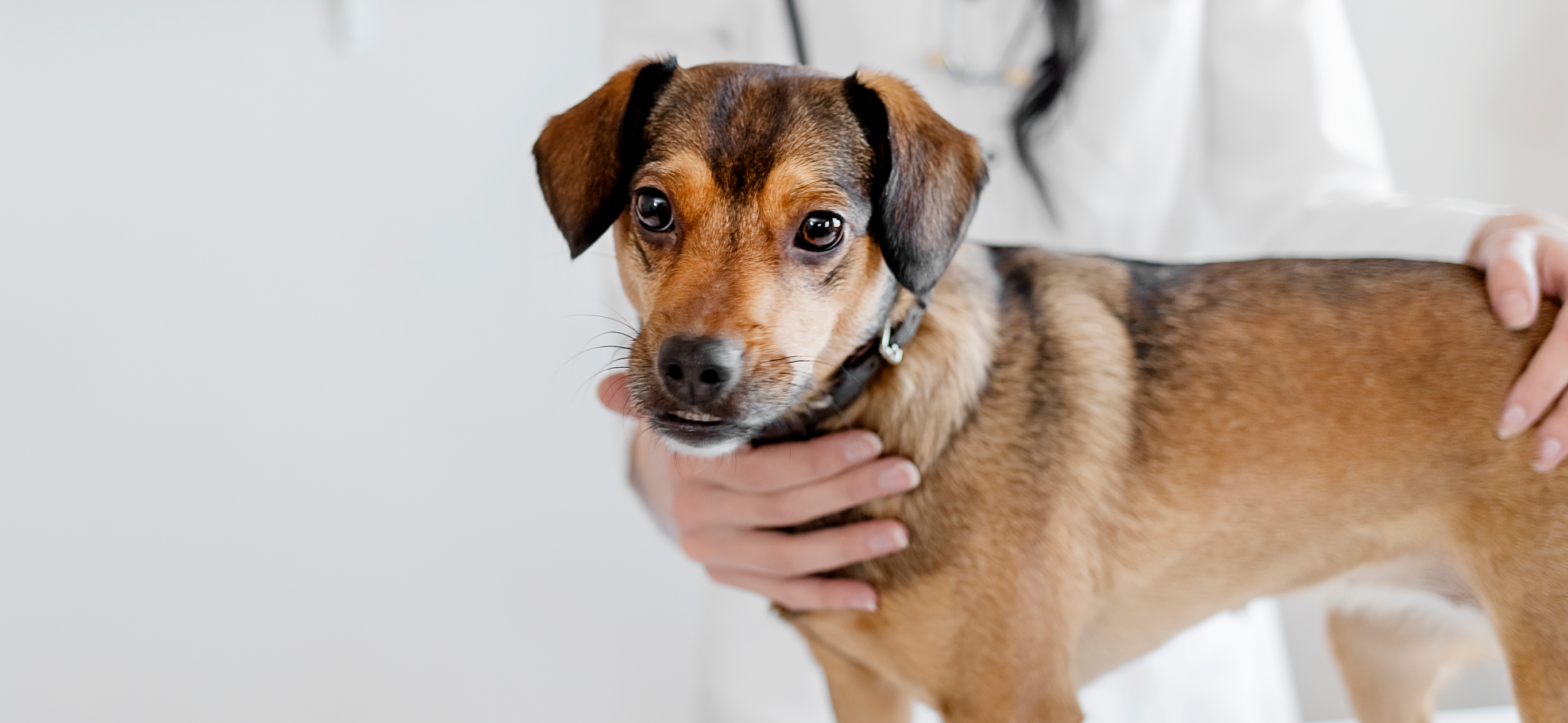 Когда вести собаку к ветеринару: 12 тревожных симптомов