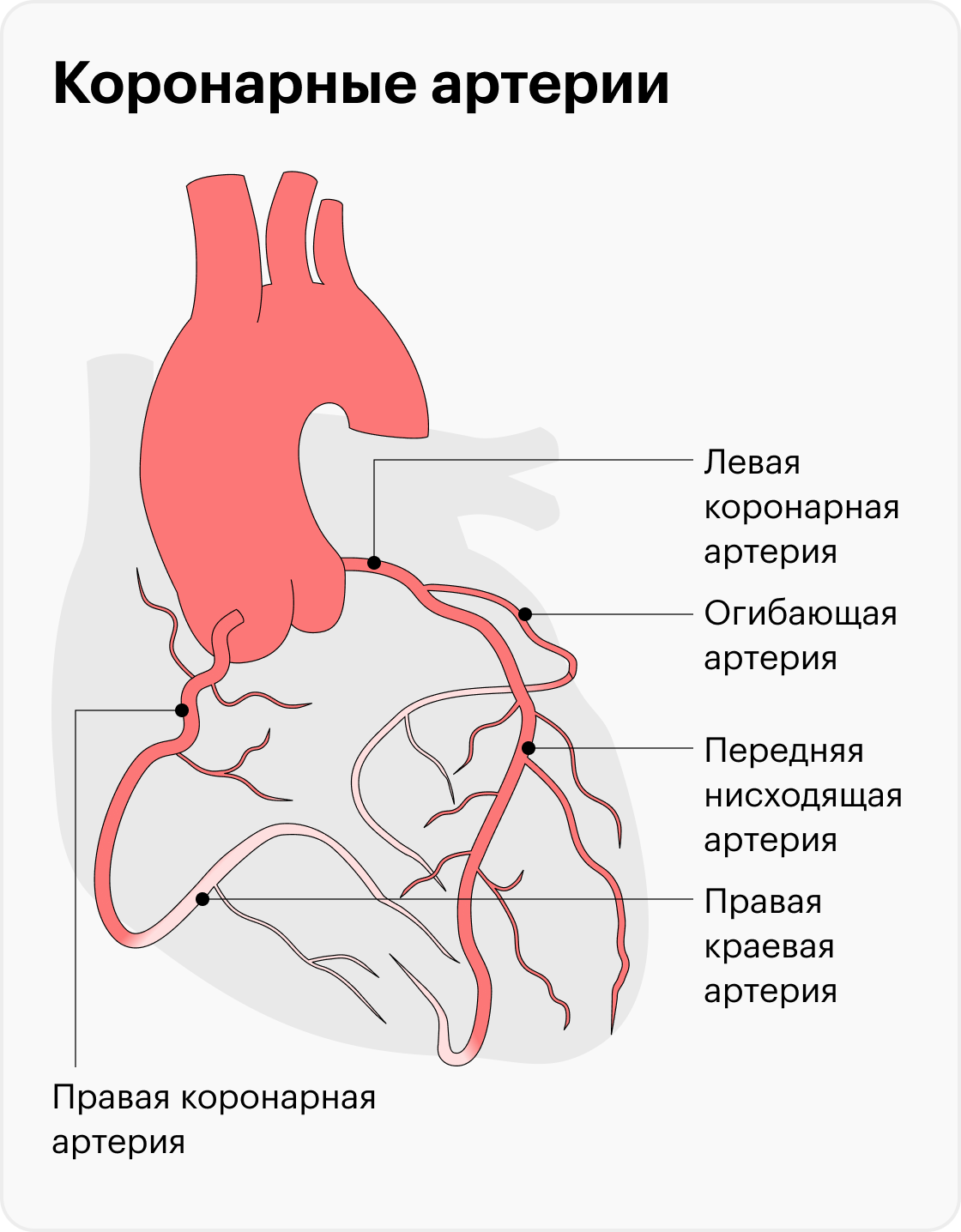 Коронарные артерии снабжают кровью само сердце. Если одна из них будет перекрыта, участок миокарда — сердечной мышцы — может отмереть