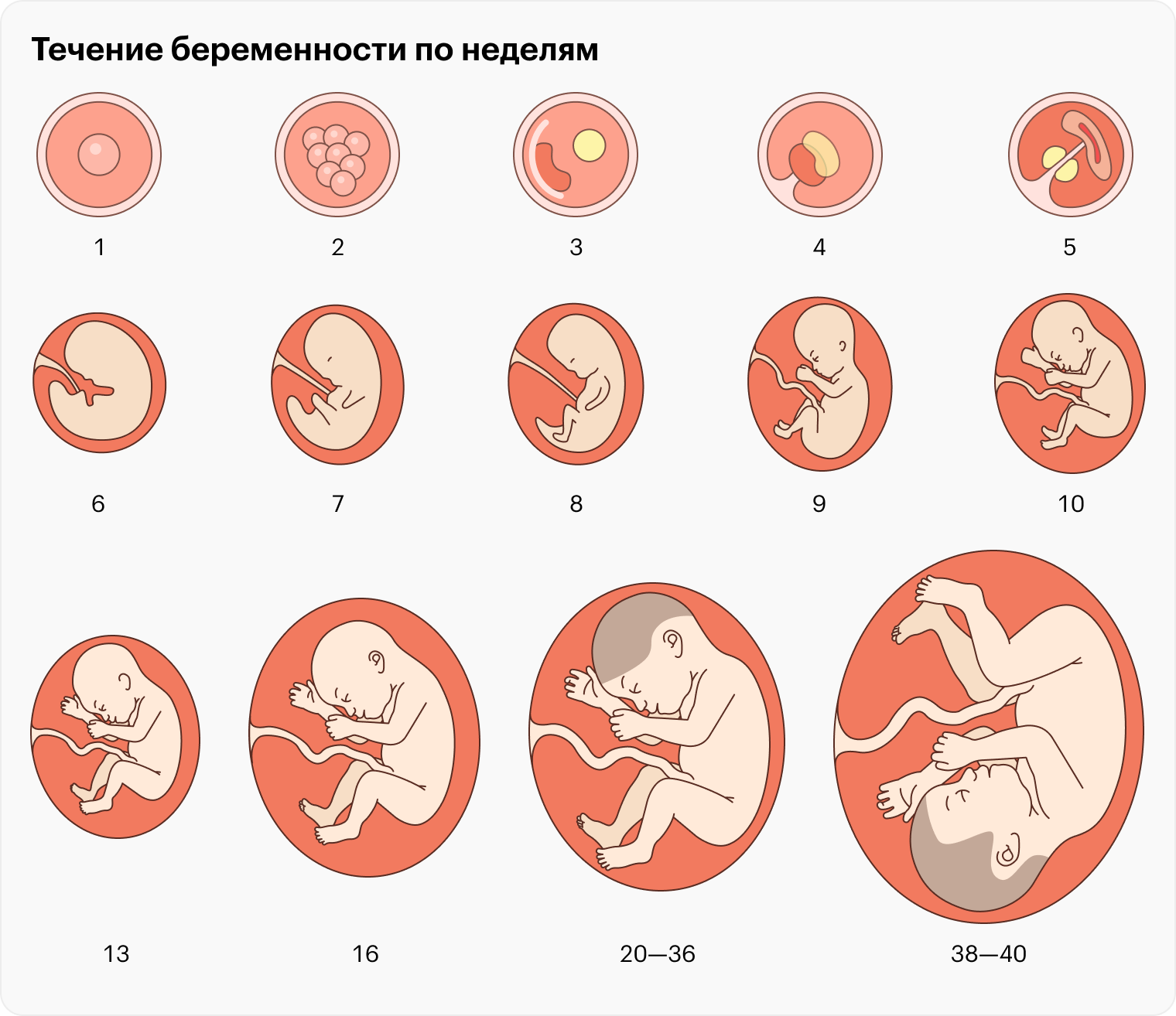 В первом триместре эмбрион стремительно превращается в маленького человека: с восьмой недели врачи начинают называть его плодом