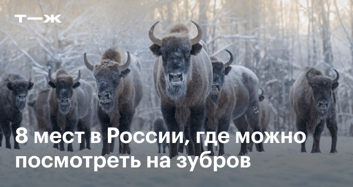 Где увидеть зубров в России