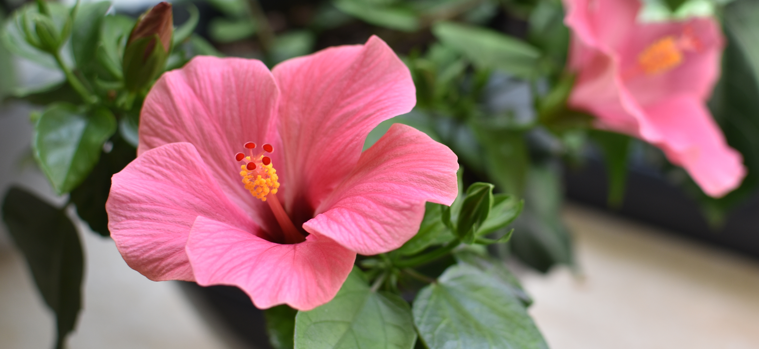 Как вырастить гибискус — цветущее дерево для про­сторных помещений