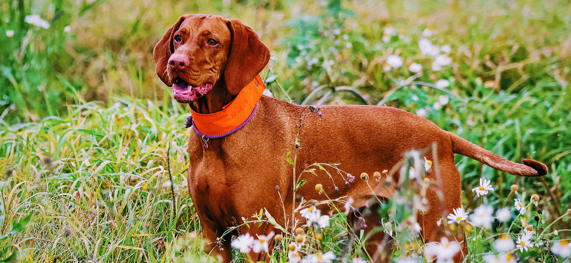«В любую погоду фотогенична»: 10 питомцев, которые насла­ждались осенью