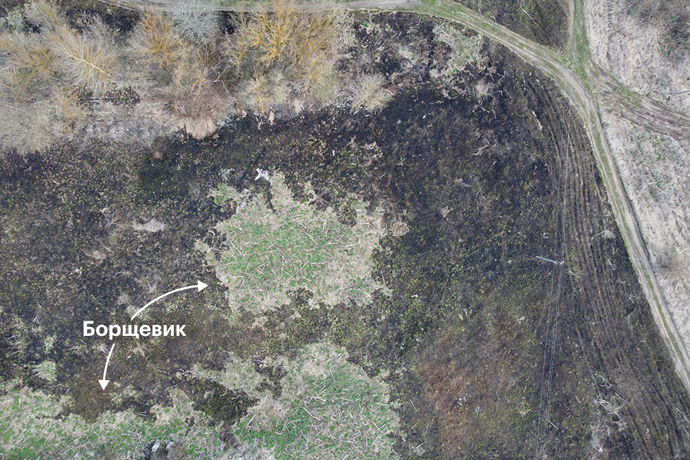 Это фото (вид сверху) сделано после травяного пожара. Обычная трава сгорела, а борщевик бодро зеленеет